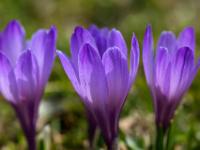 Seitlich beleuchtete lila Krokusse